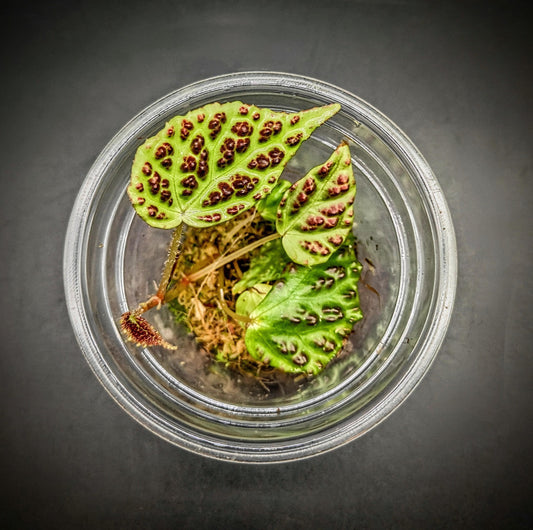 Begonia dracopelta ( rare terrarium plant )