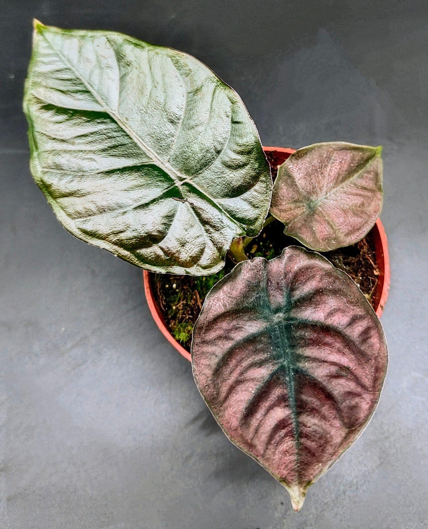 Alocasia infernalis  ‘black magic’ (rare house plant / terrarium plant )