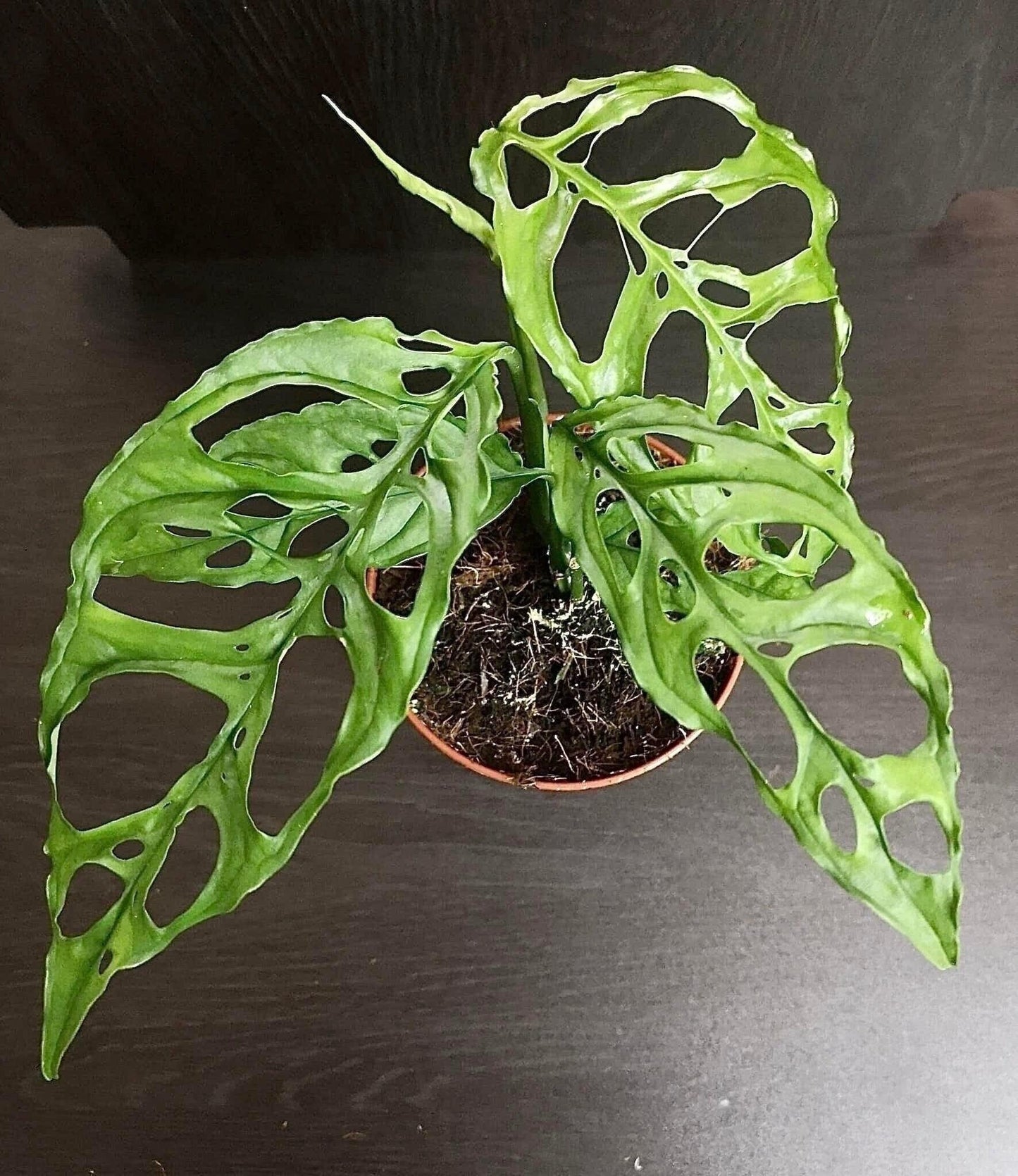 Monstera obliqua "peru" 12cm pot (rare house plant/terrarium plant )