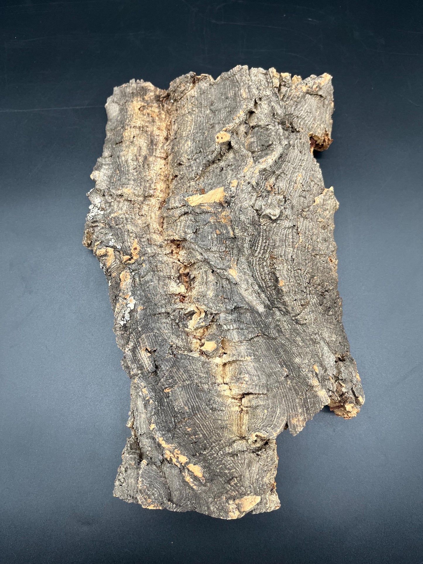 5x Natural cork bark panels 30x22x12cm (terrarium hardscape)