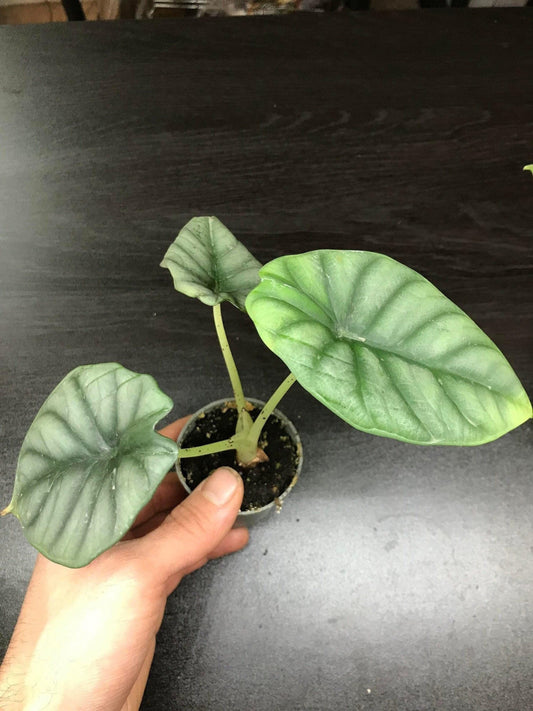 Alocasia "silver nebula" baby plant ( rare house plant / terrarium plant )