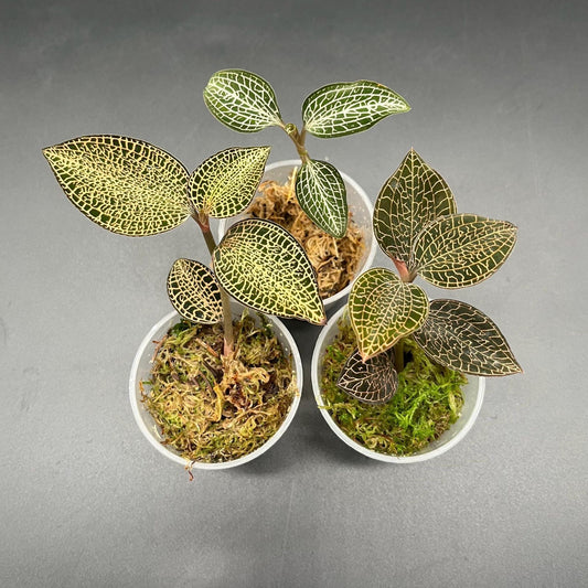 3x jewel orchid deal (rare terrarium plants)