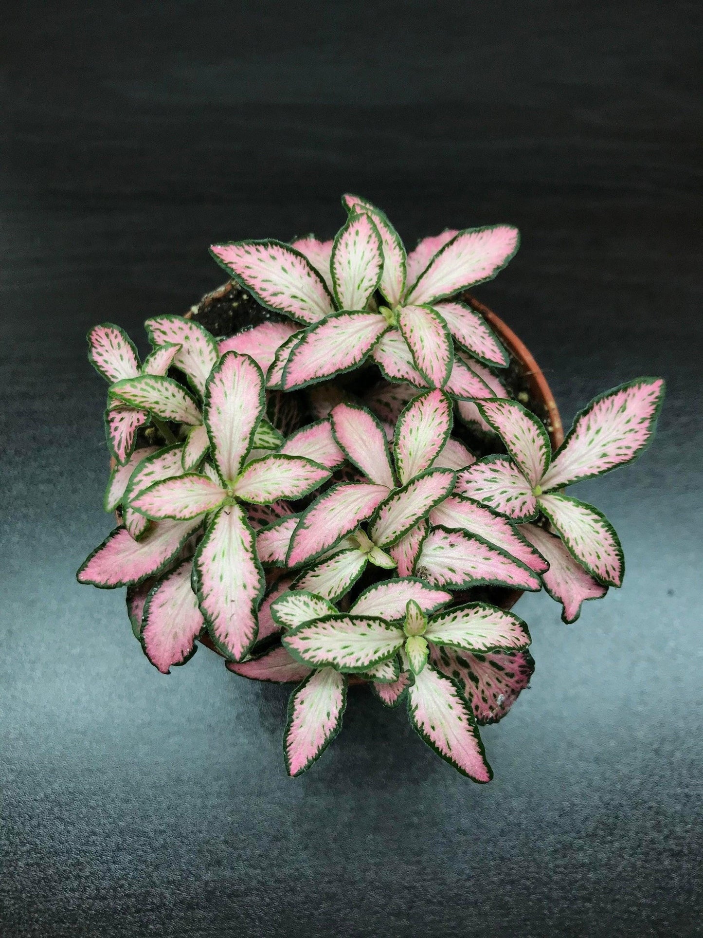 Fittonia verschaffeltii vibrant pink nerve plant  9cm pot ( terrarium plant)