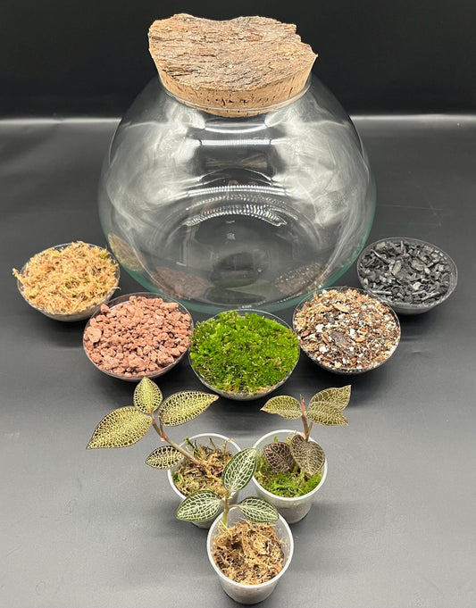 Rare jewel orchid terrarium kit (large) 3x jewel orchids, glass ball terrarium, rustic bark top cork lid + substrates(300 x 220mm glass)