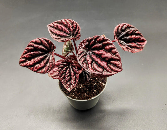 Peperomia caperata ‘red luna’ (terrarium plant)