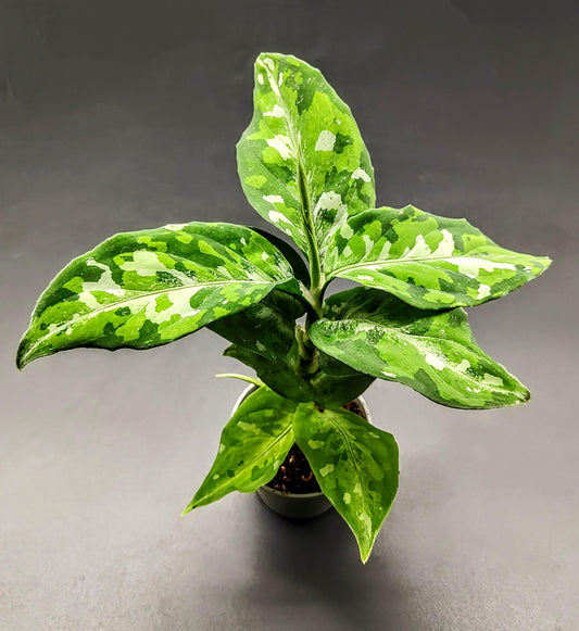 Aglaonema pictum 'tri-colour' (rare indoor plant)