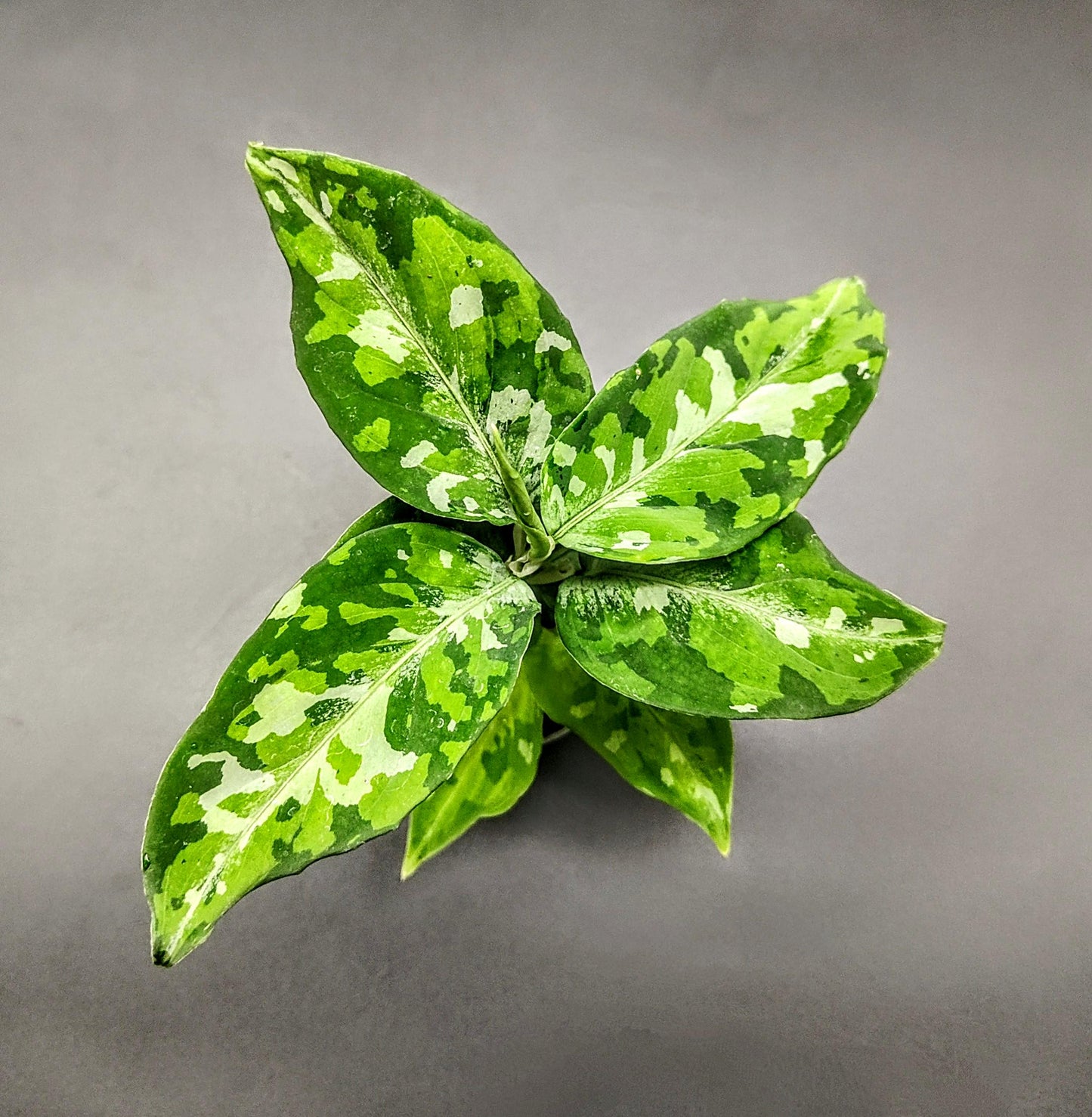 Aglaonema pictum 'tri-colour' (rare indoor plant)