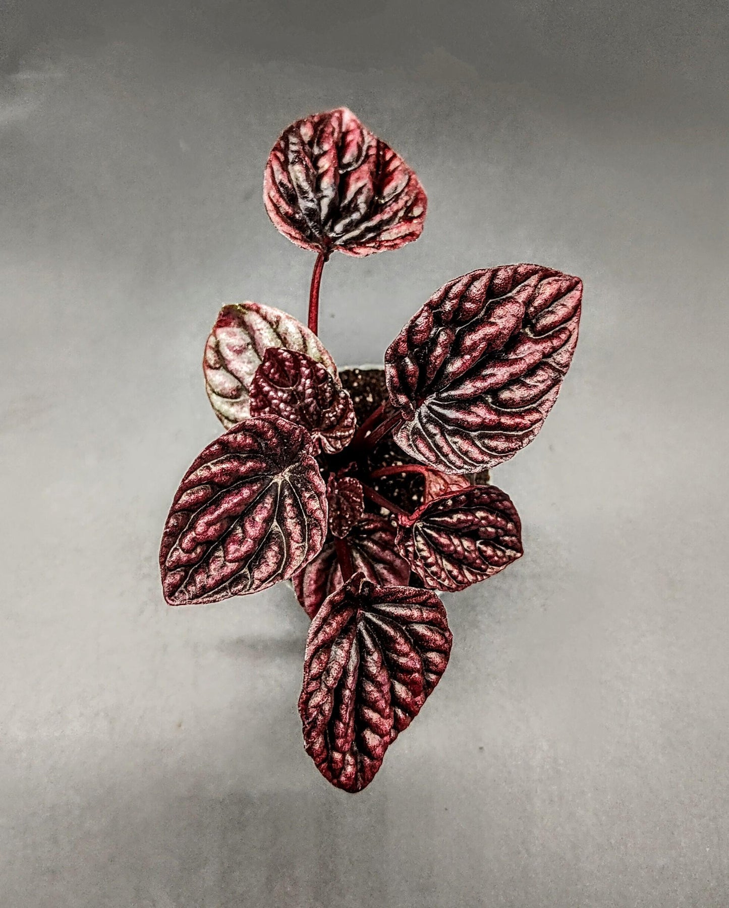 Peperomia caperata ‘red luna’ (terrarium plant)