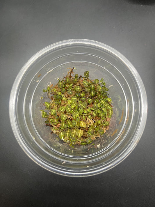 Solanum evolvulifolium ( rare terrarium plant )