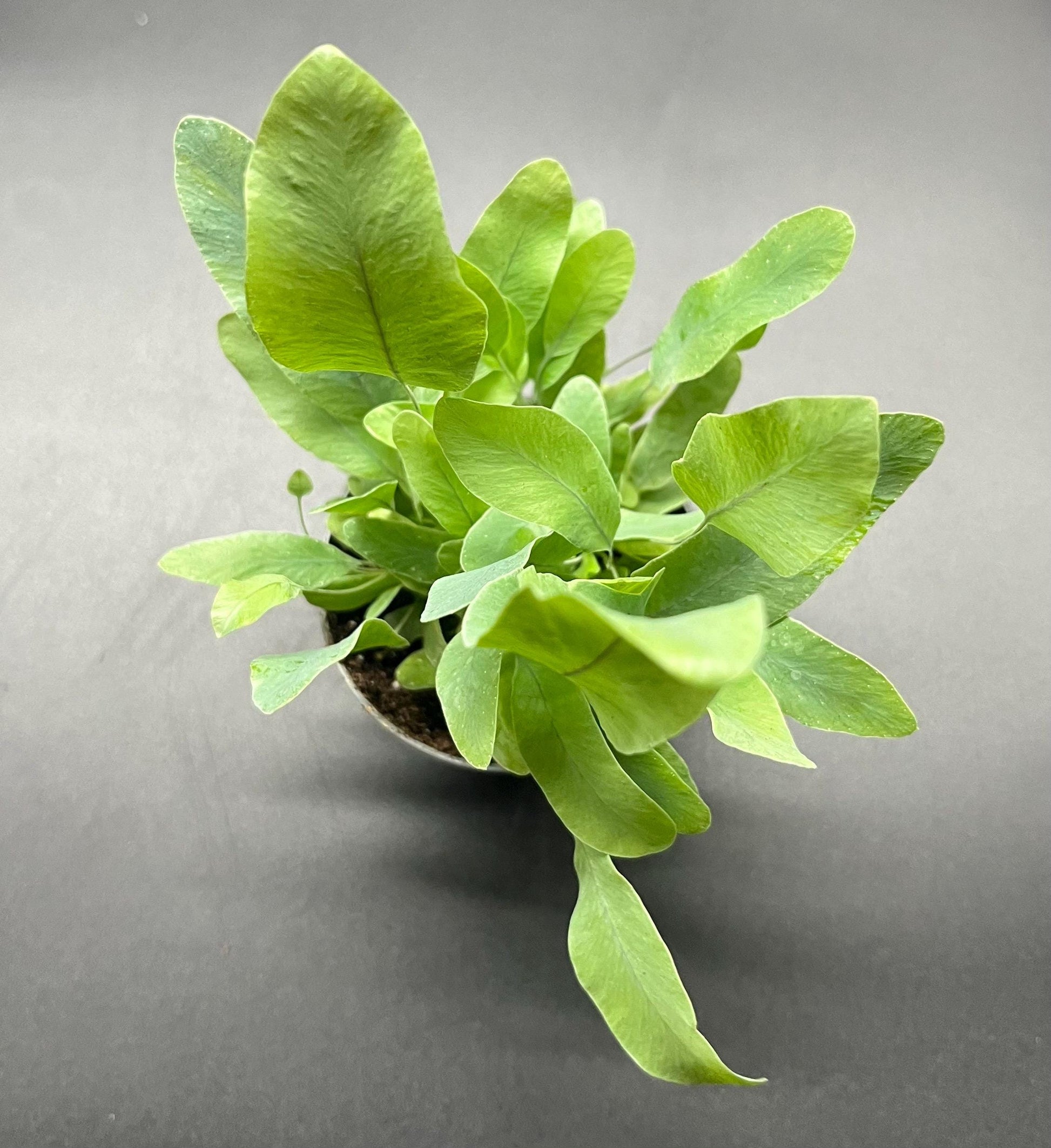 blue star fern terrarium Polypodium 'Blue Star’ fern (Terrarium/house plant )