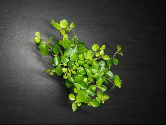 Peperomia rotundifolia ‘trailing jade’ (terrarium plant)