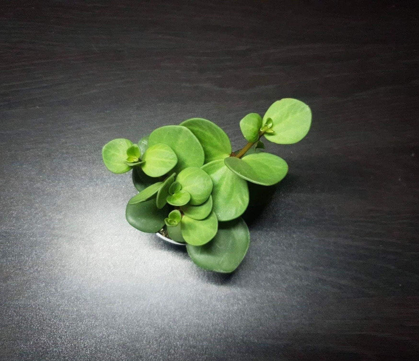 Peperomia “hope” (terrarium plant)