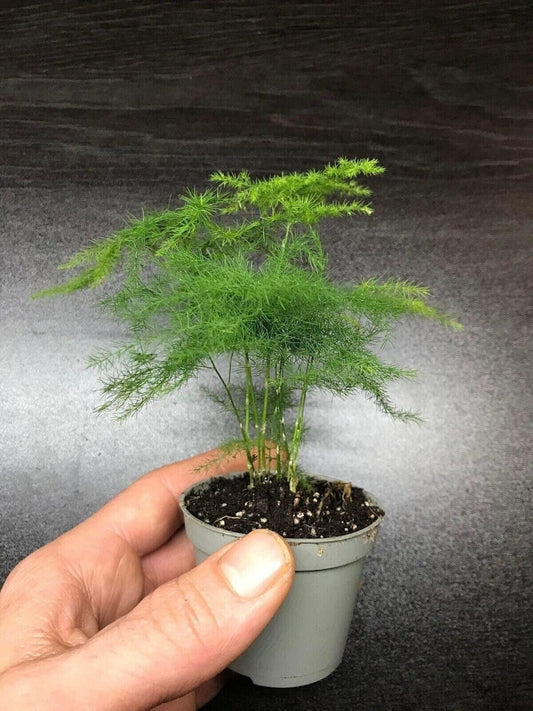 Asparagus fern setaceus plumosis 6cm pot ( terrarium plant )