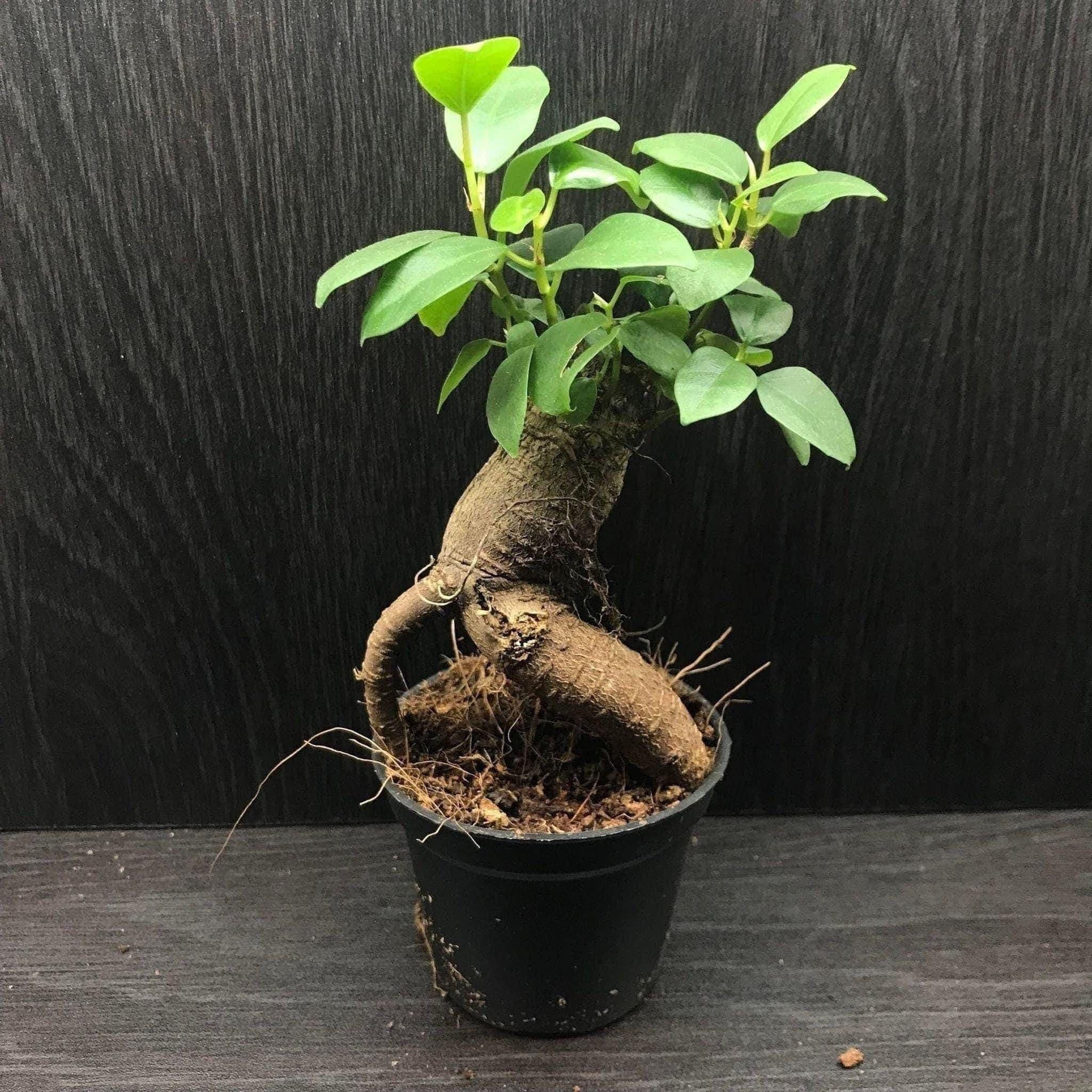 Mini Ficus Mini ficus ginseng microcarpa 6cm (miniature bonsai tree / terrarium p ...