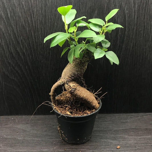 Mini ficus ginseng microcarpa 6cm (miniature bonsai tree / terrarium plant)