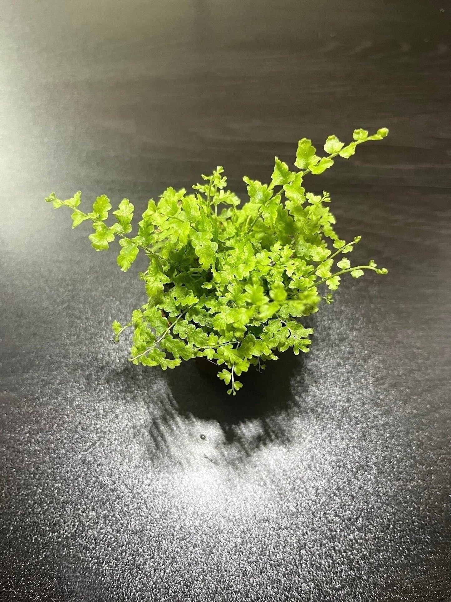 Nephrolepis green fantasy 5.5cm pot ( miniature fern terrarium plant )