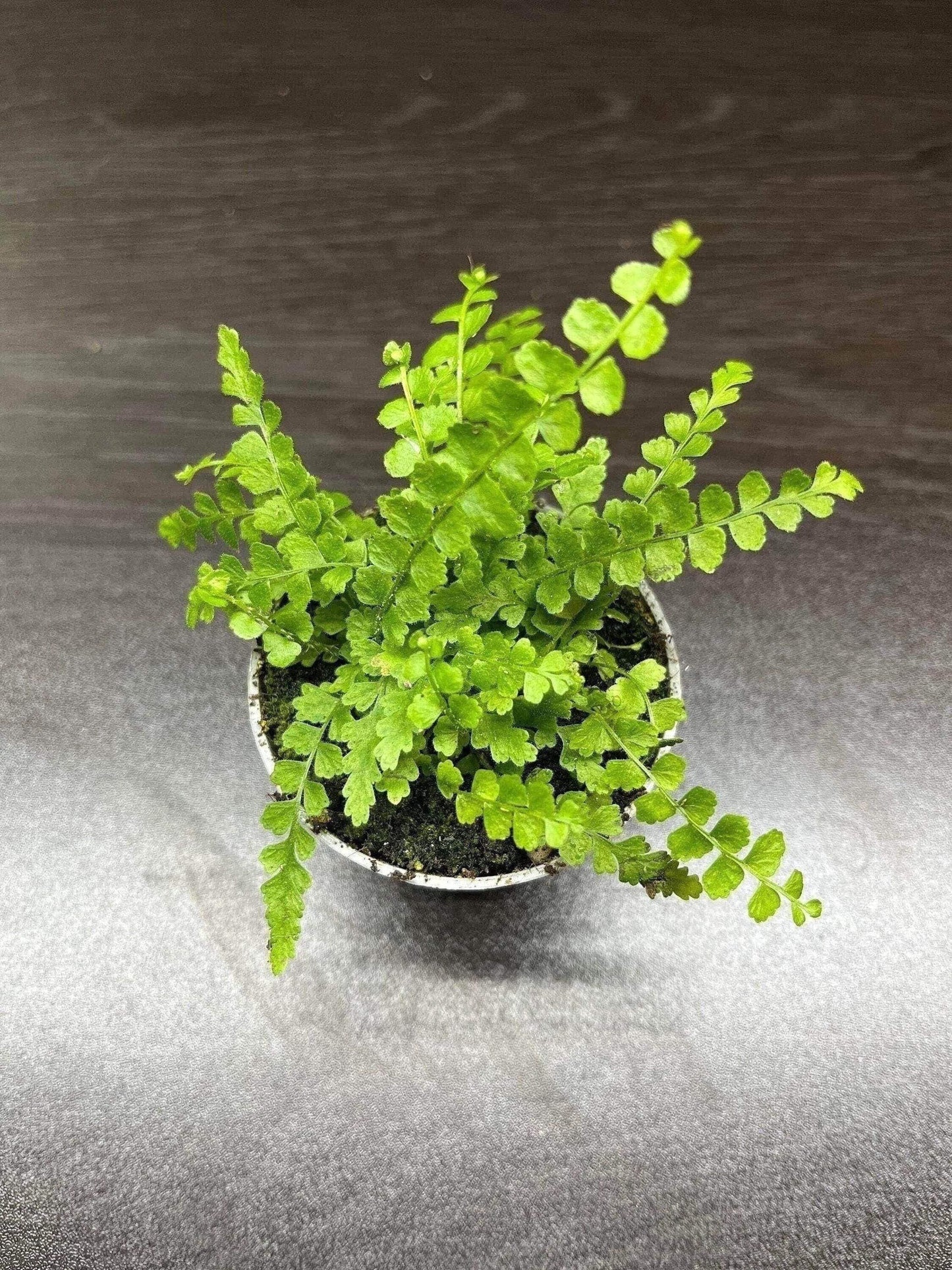 Nephrolepis cordifolia 'duffii' lemon button fern ( miniature fern terrarium plant )