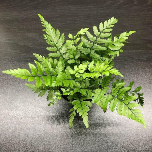 Polystichum tsussimense 'korean rock fern' (terrarium plant)