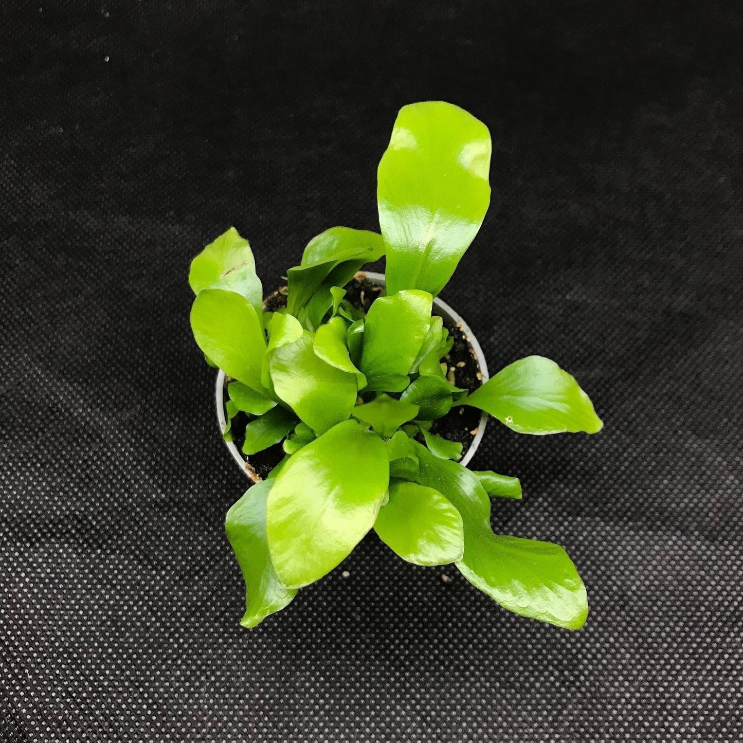 Asplenium nidus 'birds nest fern'  ( terrarium plant)