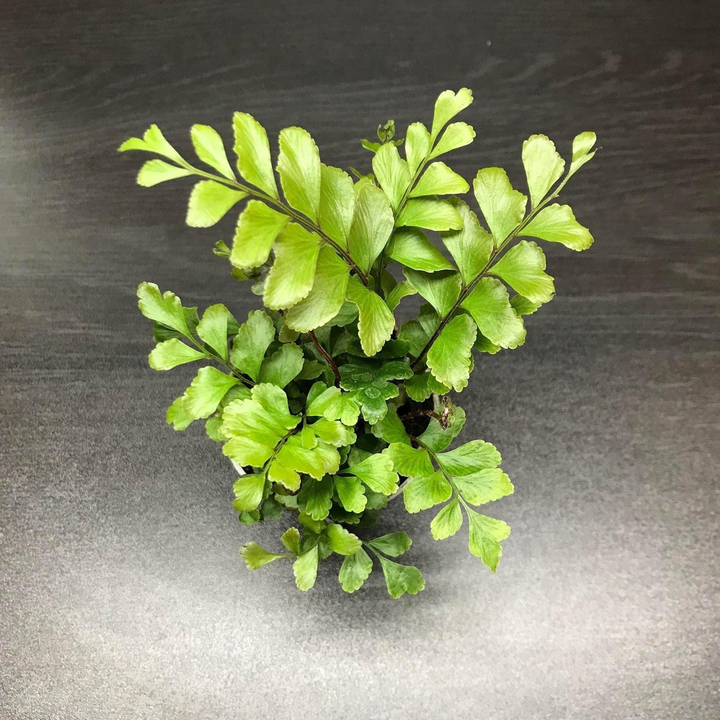 Didymochlaene trunculata 'mahogany fern' (terrarium plant)