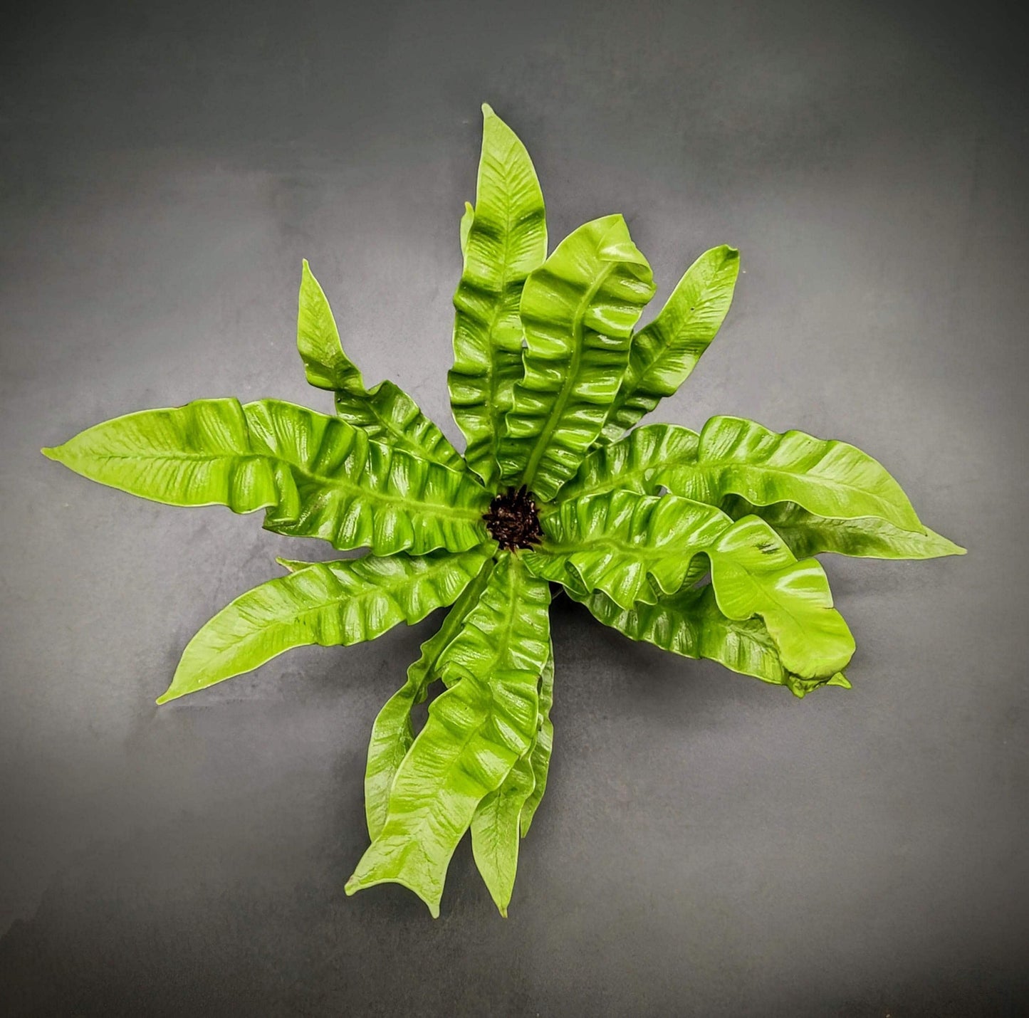 Asplenium crispy wave (terrarium/house plant)