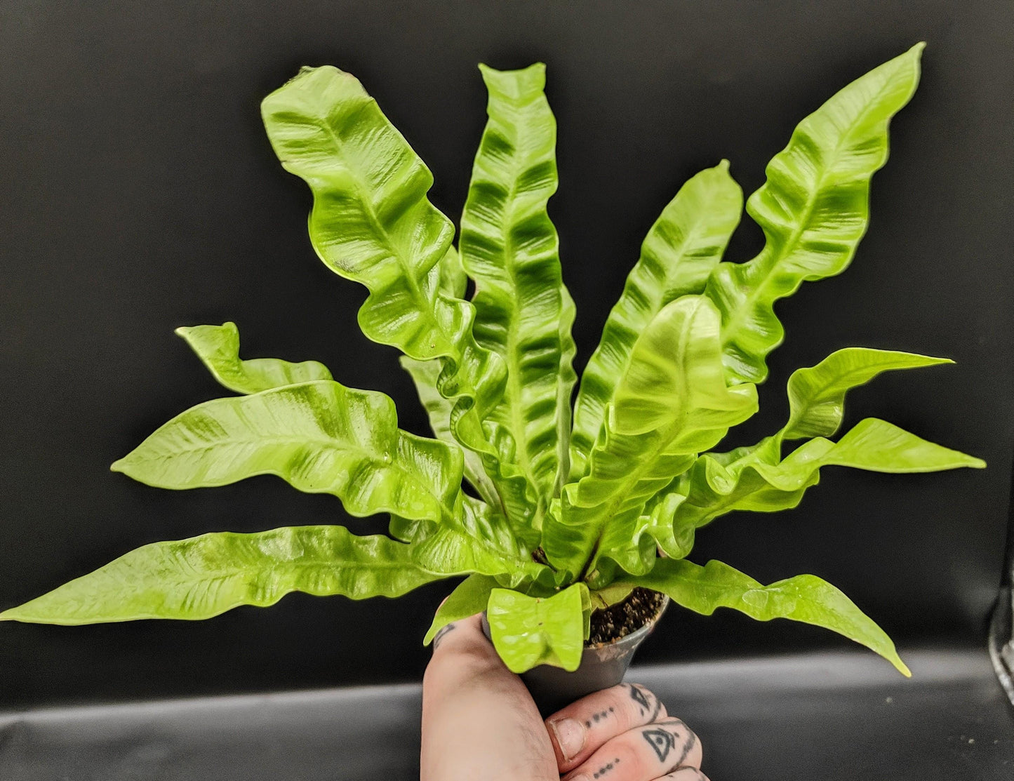 Asplenium crispy wave (terrarium/house plant)