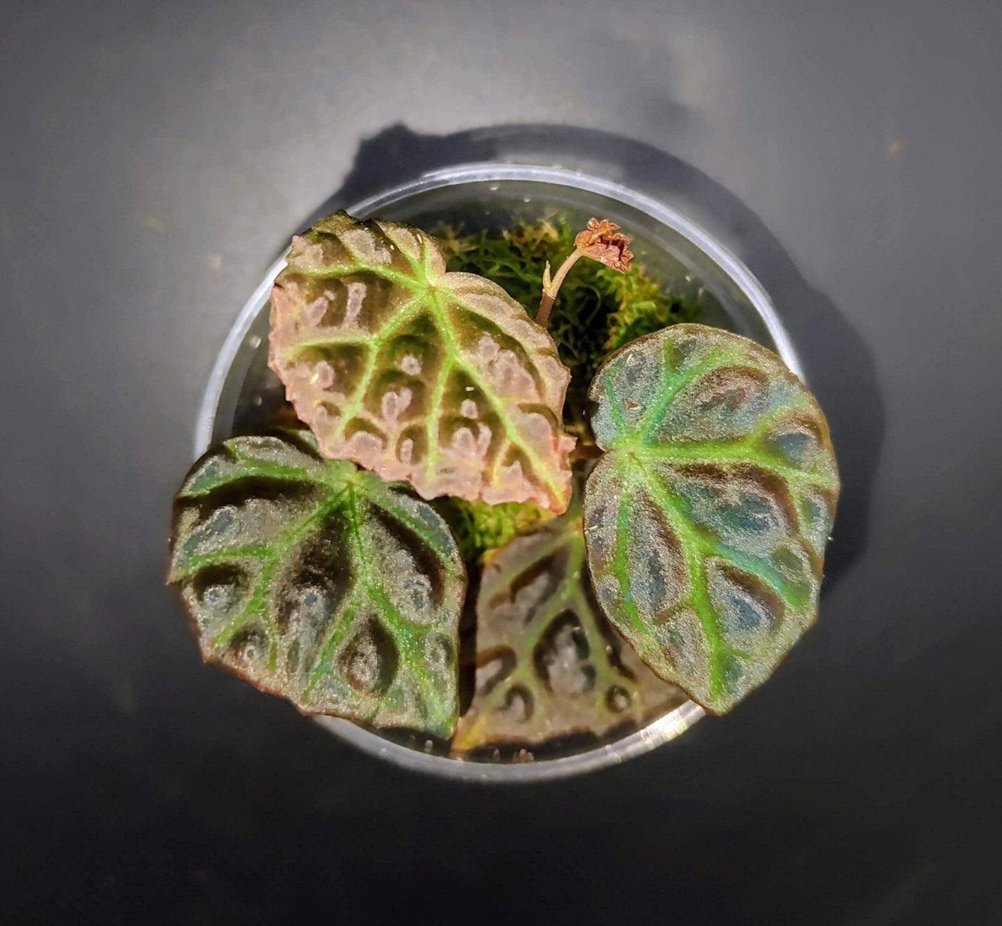 Begonia dracopelta x begonia sp. sarawak ( rare iridescent terrarium plant )