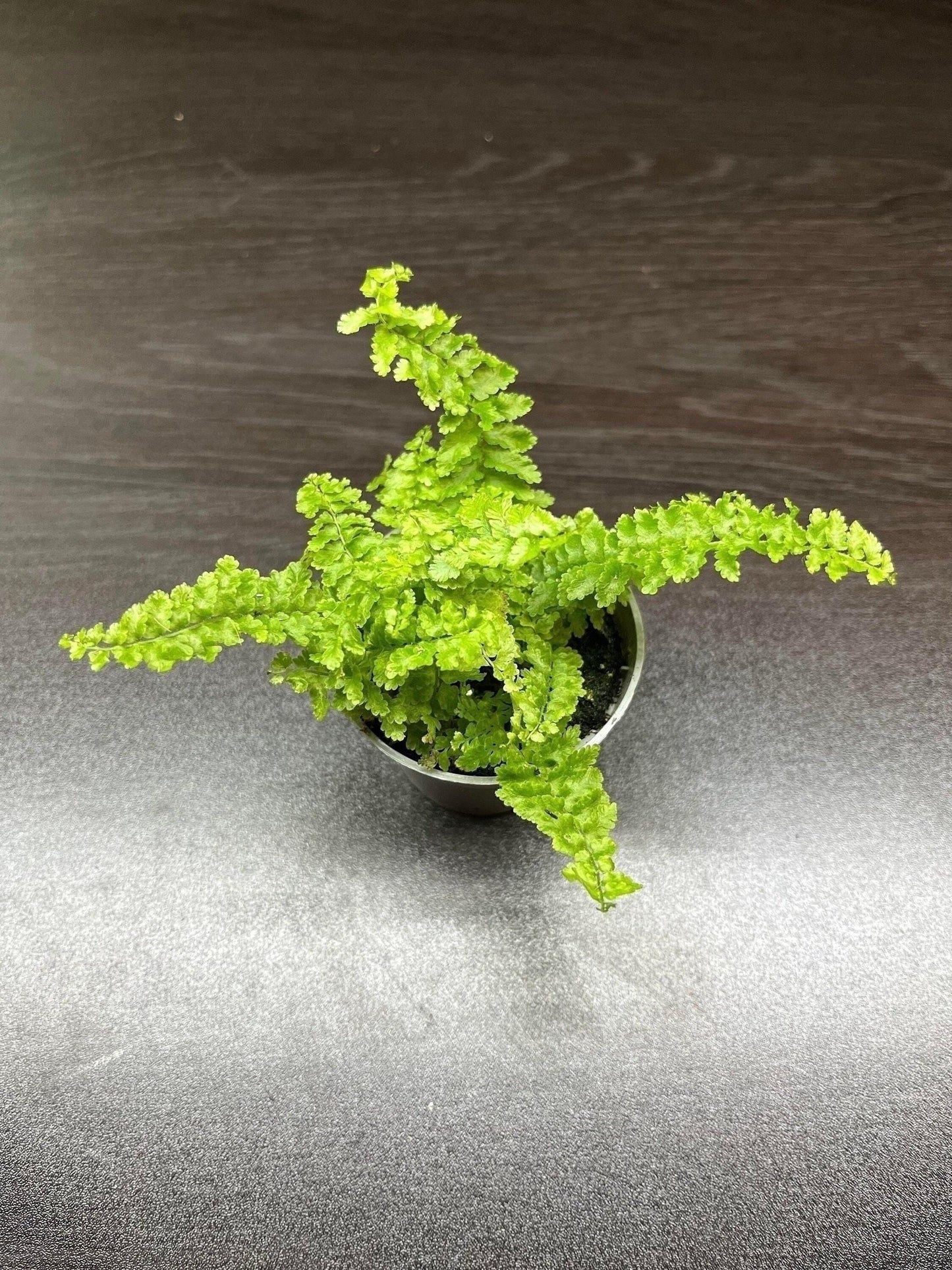 Nephrolepis "fluffy ruffles" ( miniature fern terrarium plant )