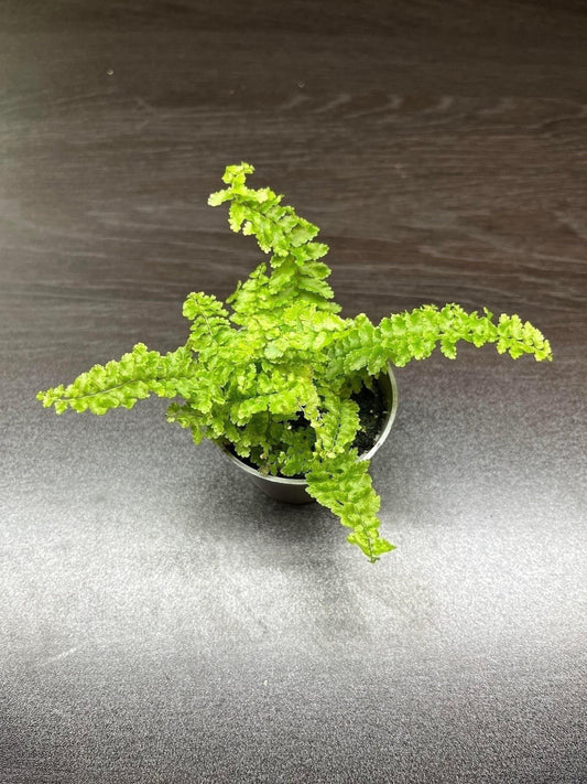 Nephrolepis "fluffy ruffles" ( miniature fern terrarium plant )