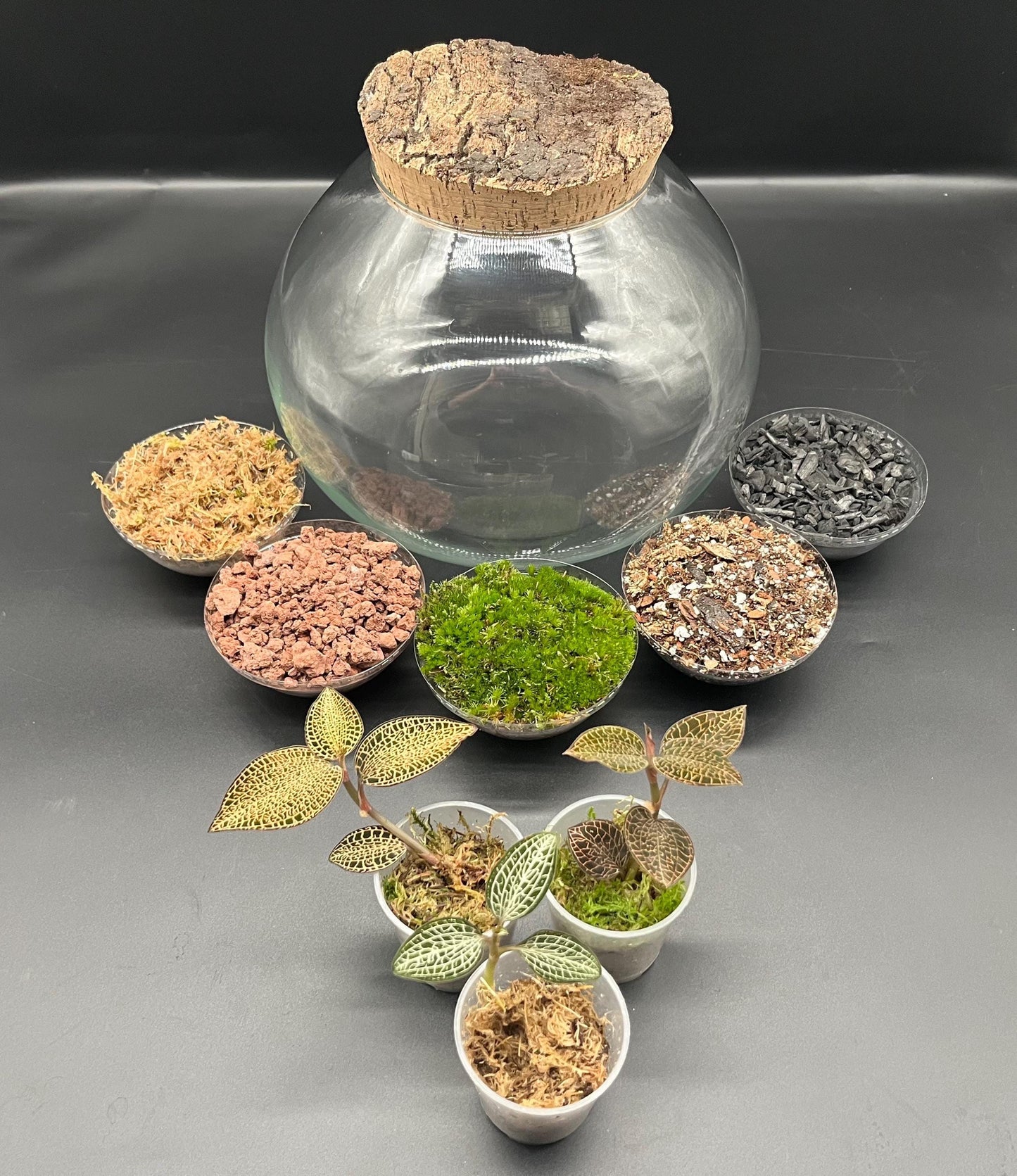 Rare jewel orchid terrarium kit (medium) 3x jewel orchids, glass ball terrarium, rustic bark top cork lid + substrates(250 x 200mm glass)