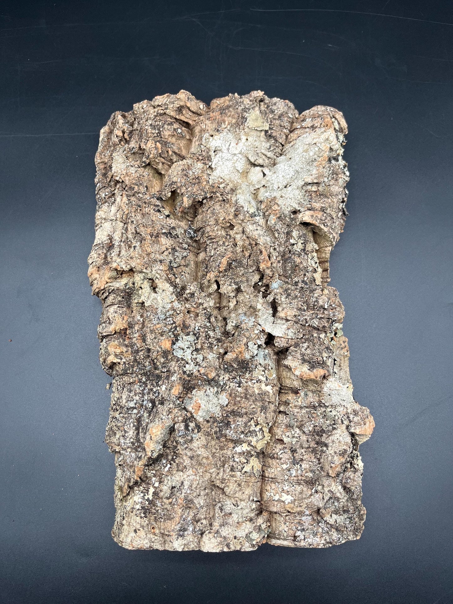 Natural cork bark panel 30x22x12cm (terrarium hardscape)