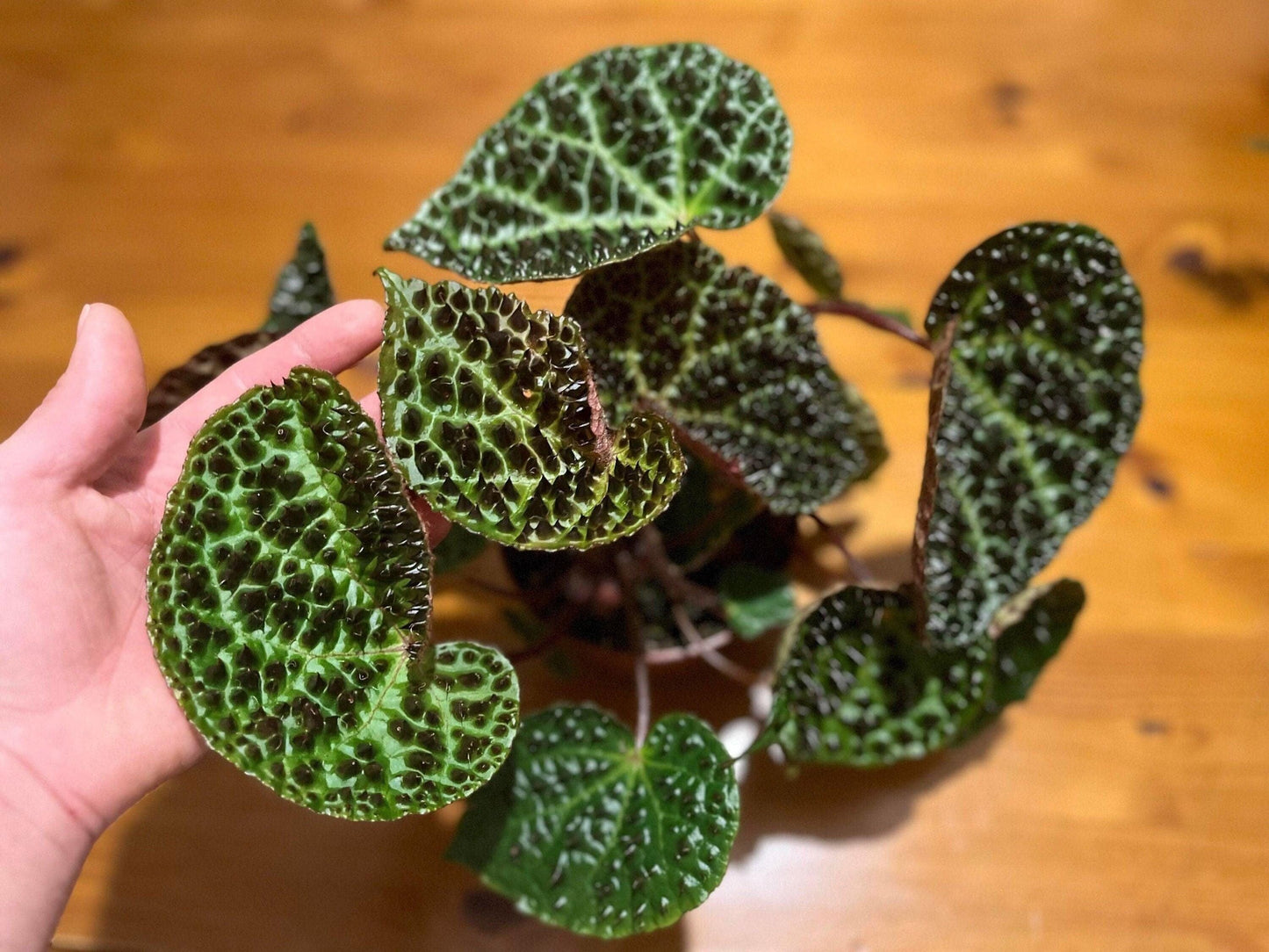 Begonia ferox (rare terrarium / house plant)