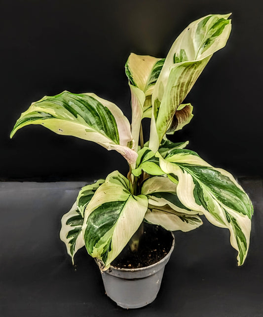 Calathea yellow fusion 'prayer plant' (rare indoor/terrarium plant)