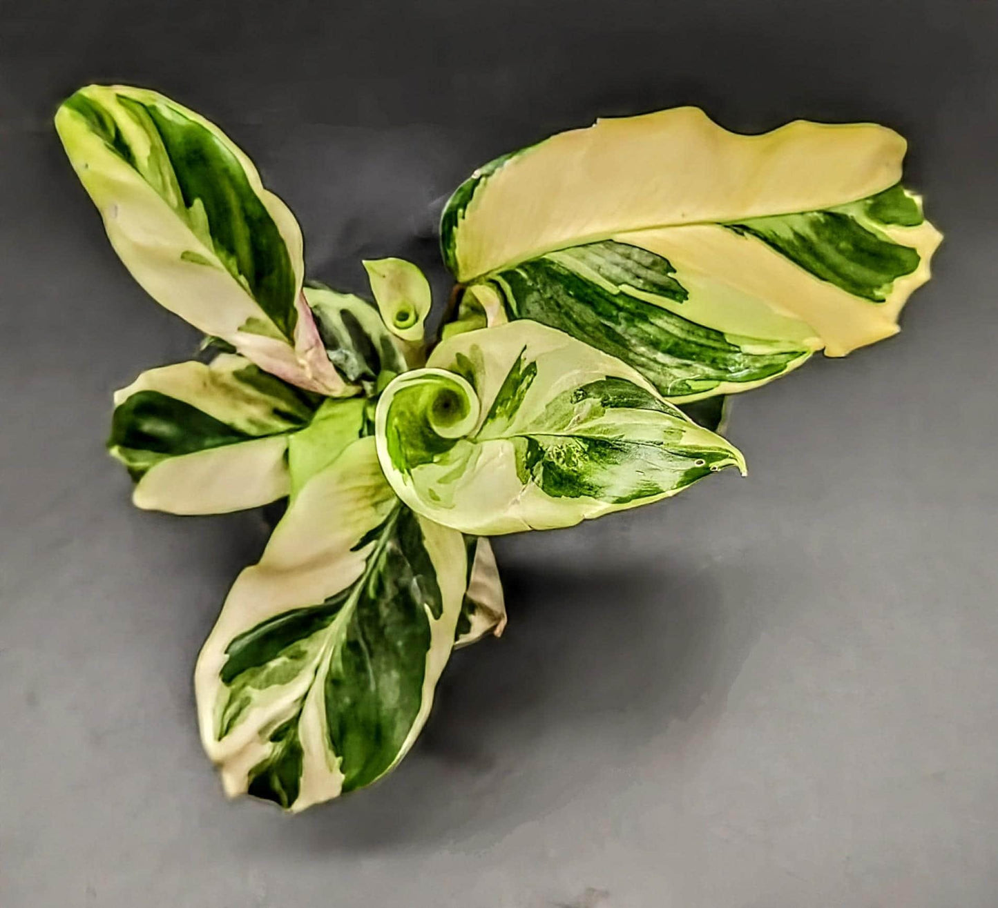 Calathea yellow fusion 'prayer plant' (rare indoor/terrarium plant)