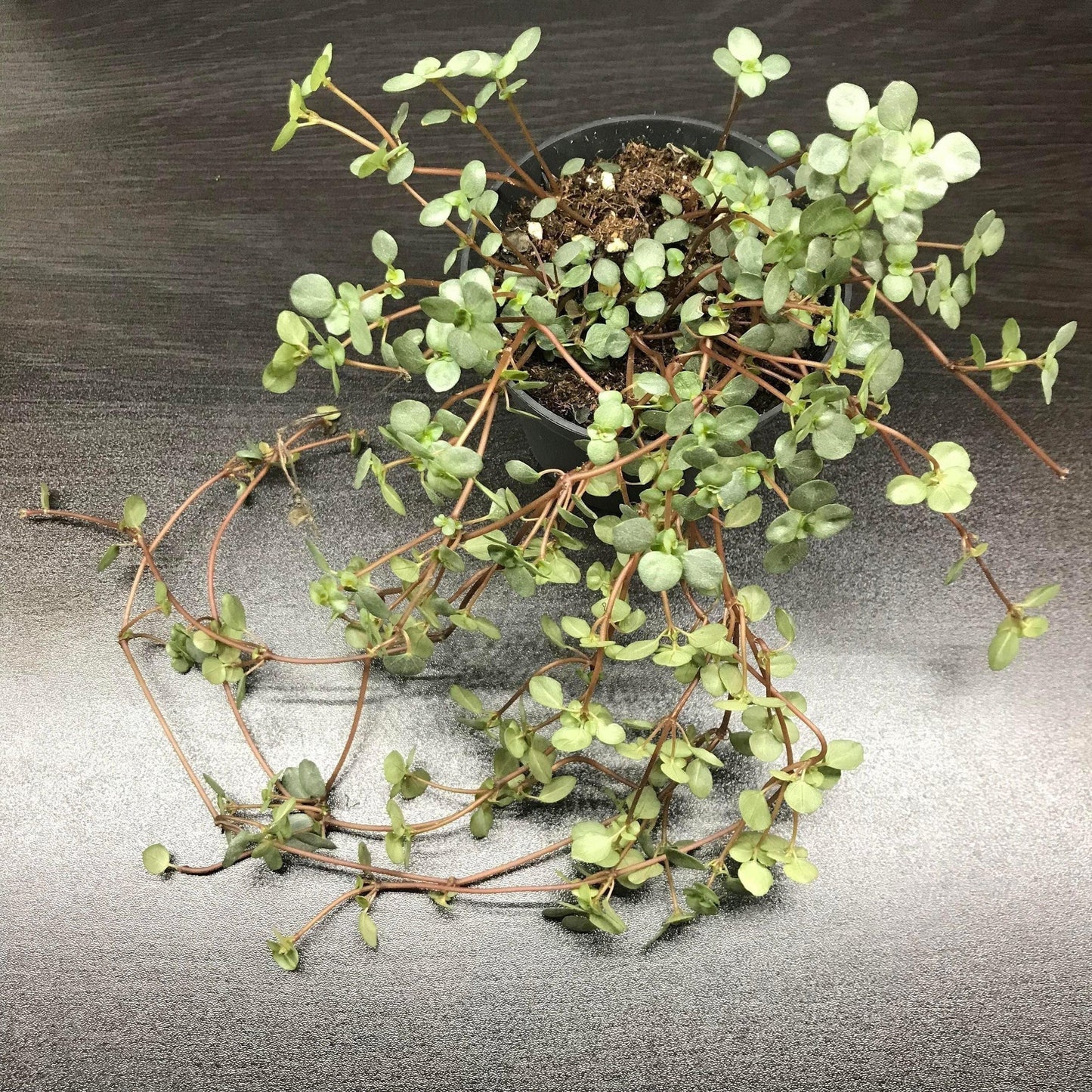 Pilea glauca "greysy/grey artillery plant (terrarium / house plant)