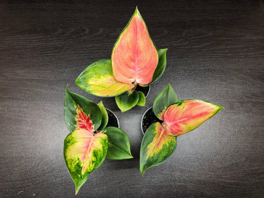 Aglaonema "red dragon" ( terrarium plant )