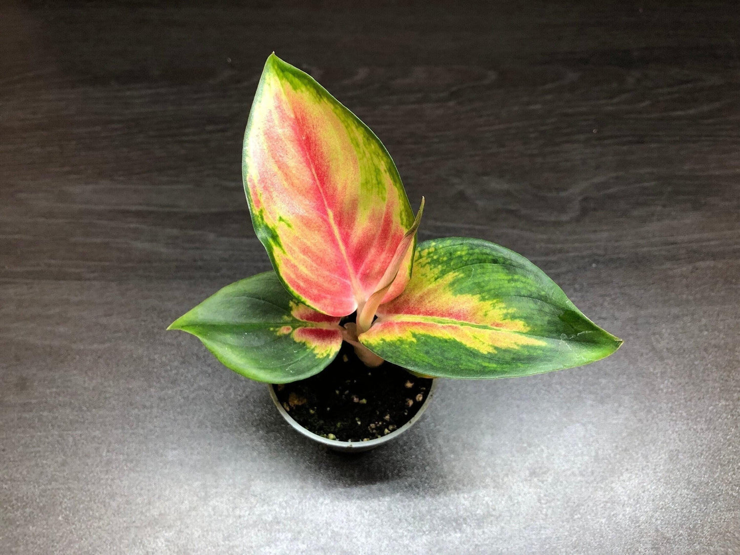 Aglaonema "red dragon" ( terrarium plant )