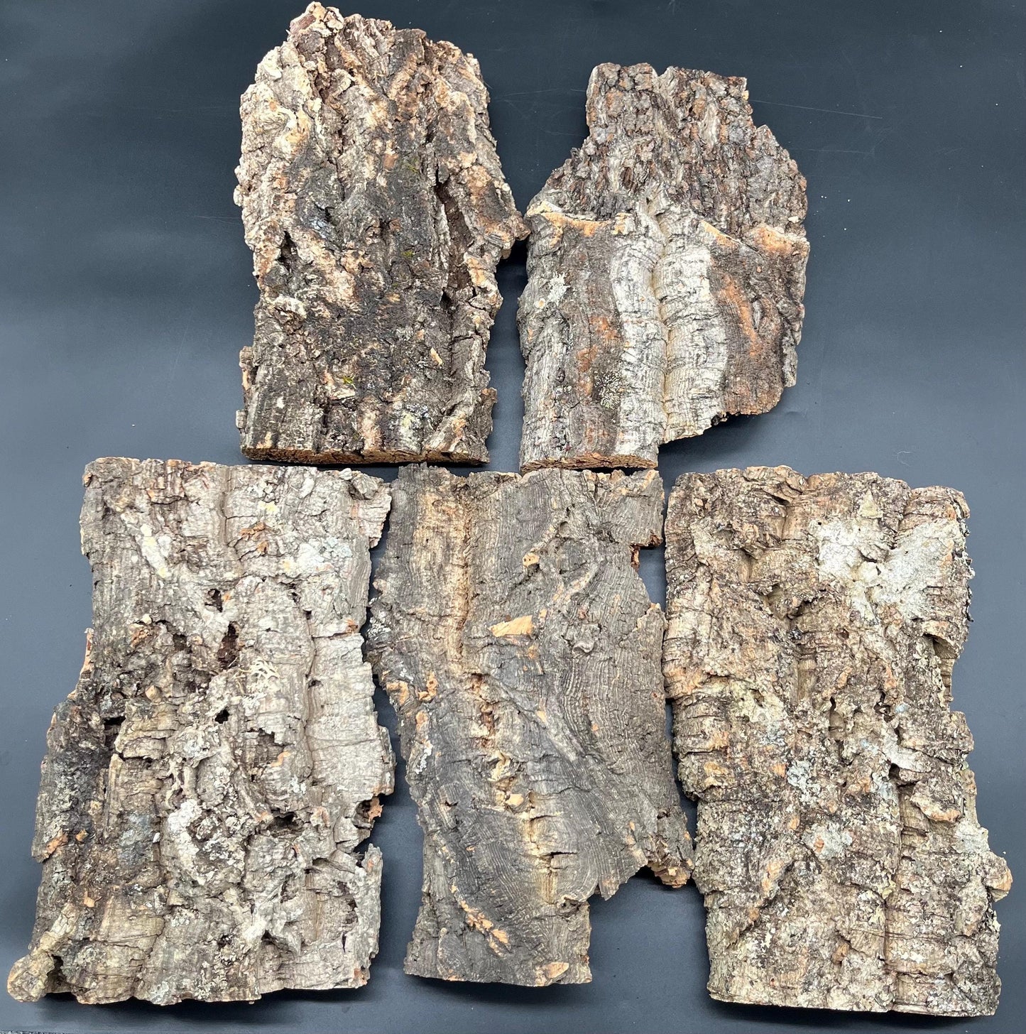 Natural cork bark panel 30x22x12cm (terrarium hardscape)