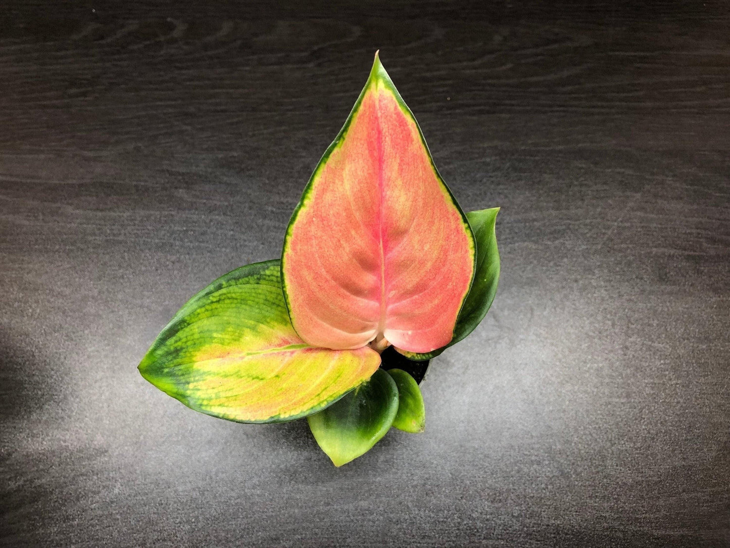 Aglaonema "red dragon" ( terrarium plant )