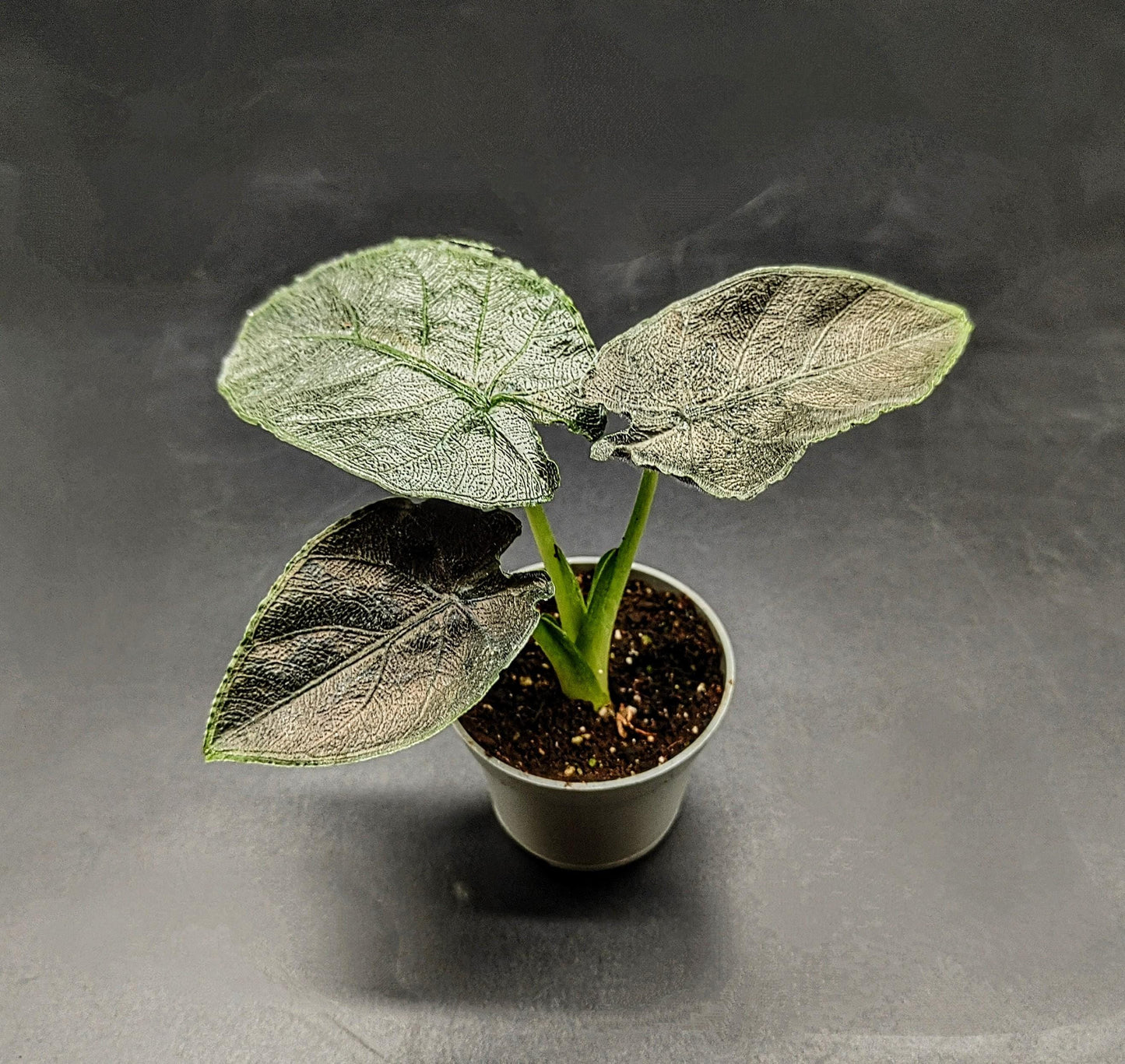 Alocasia chienlii ‘antoro velvet’ (rare baby house plant / terrarium plant )