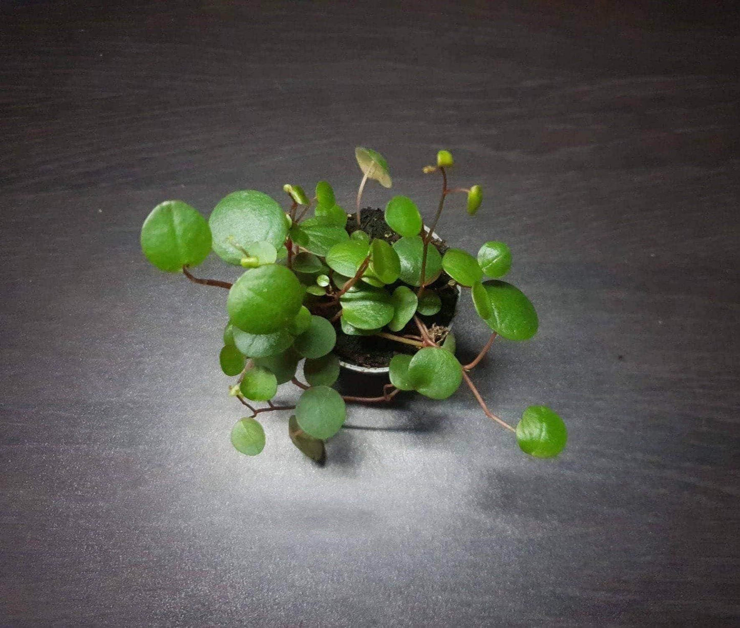 Peperomia ‘pepperspot' (miniature trailing terrarium plant)