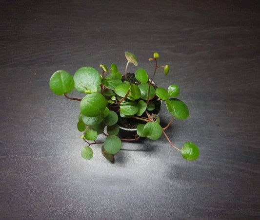 Peperomia ‘pepperspot' (miniature trailing terrarium plant)