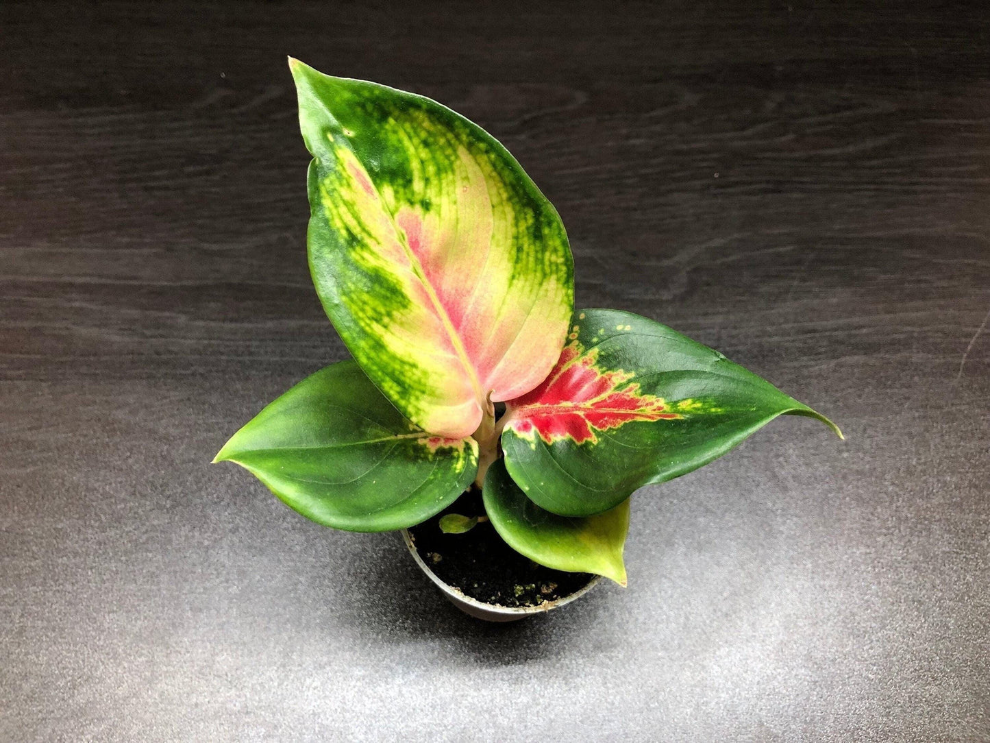 Aglaonema "red dragon" ( terrarium plant )