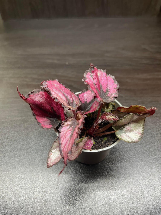 Begonia rex "red heart" (terrarium plant)