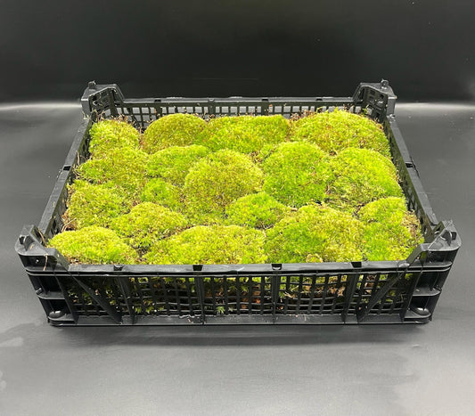 Bun moss 30 x 40cm tray 2 layers (live tropical terrarium moss)