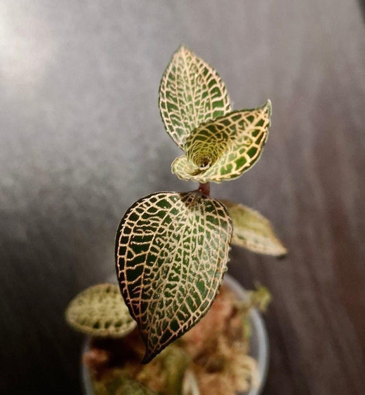 Anoectochilus roxburghii 'light form'' jewel orchid (rare terrarium plant)