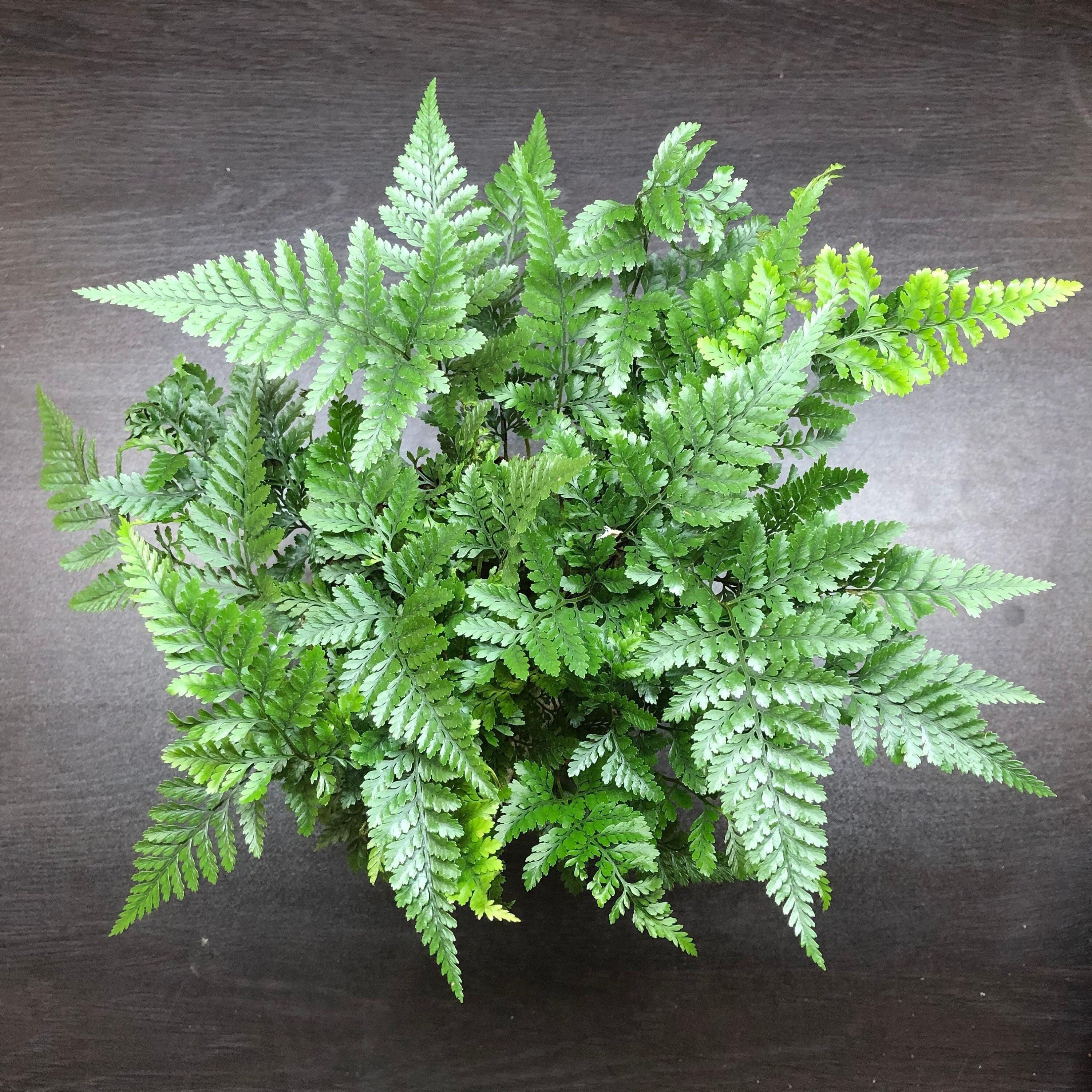 Humata Fern Humata tyermanii rabbits foot fern 12cm pot ( terrarium plant / house ...