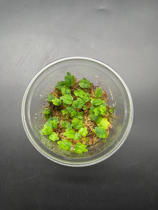 Oak leaf creeping fig ficus quercifolia (rare terrarium plant)