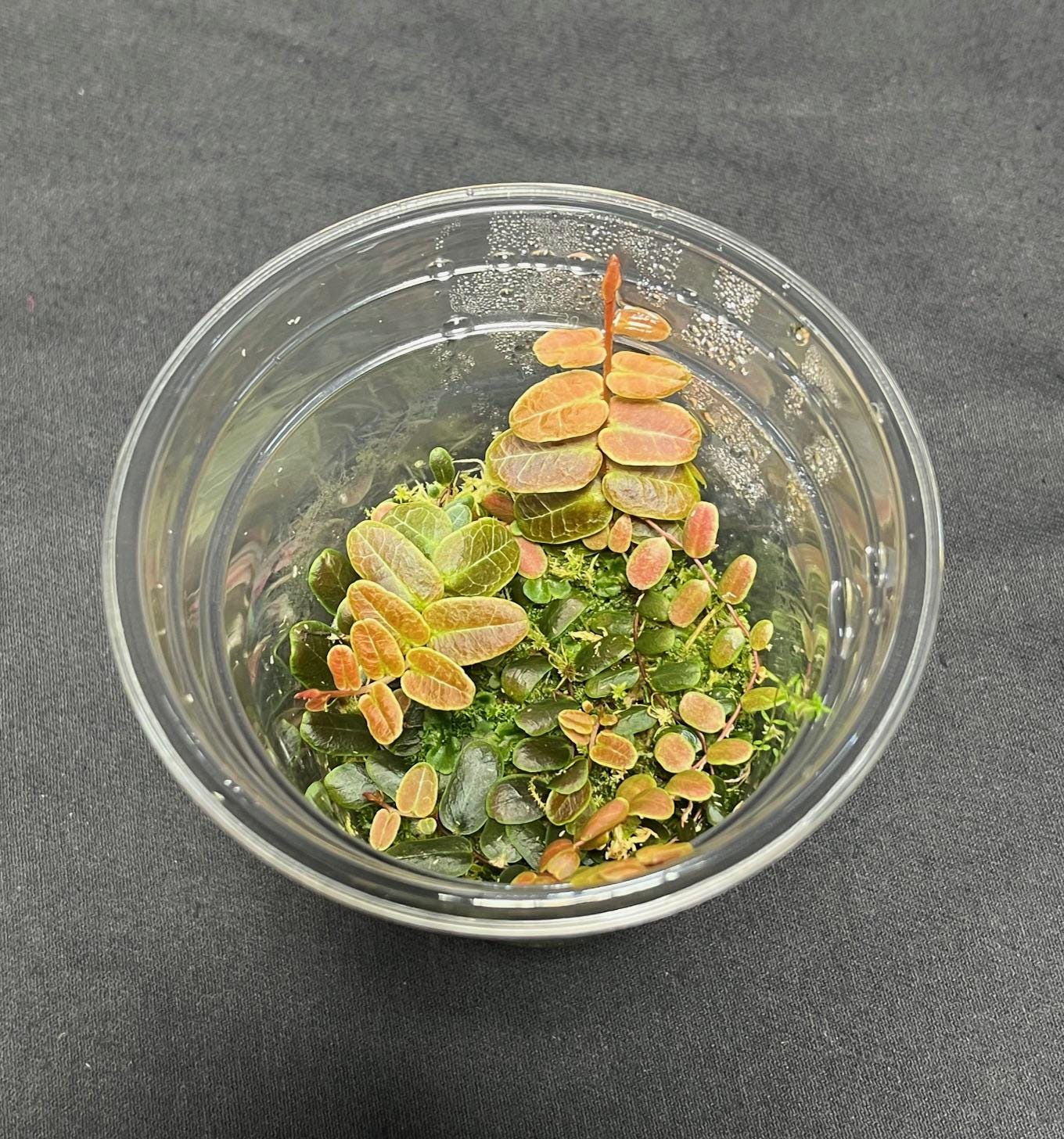 Marcgravia umbellata ‘Red’( rare terrarium plant )