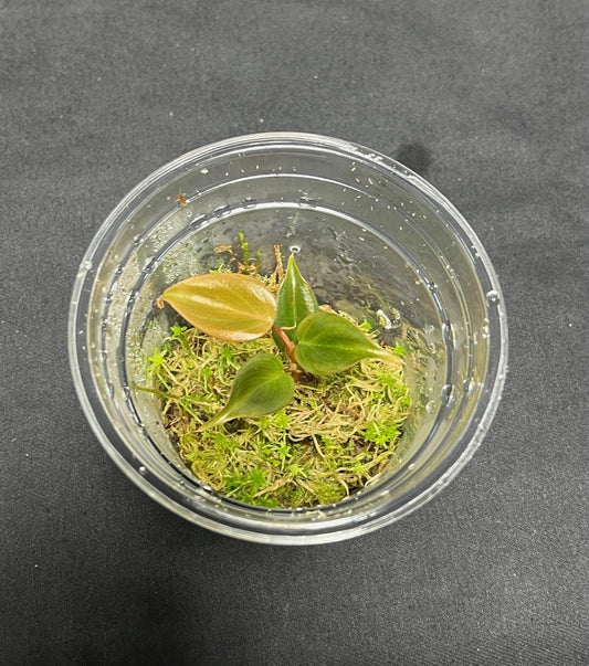 Philodendron sp. Mini peach tunnel ( Rare terrarium plant )